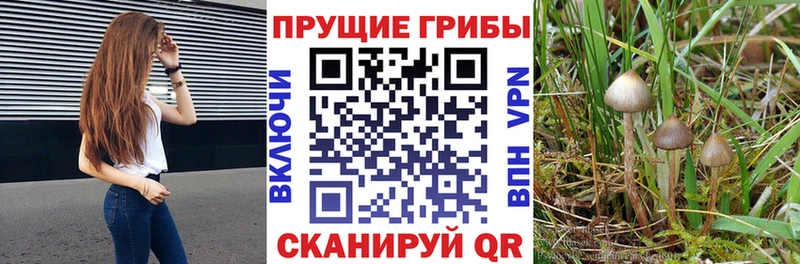 дарнет шоп  гидра рабочий сайт  Псилоцибиновые грибы GOLDEN TEACHER  Щёлково 